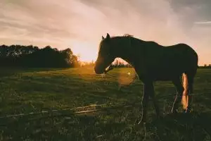 Paard in Weide met Florian Ruwvoer Paard in weide bij zonsondergang, genietend van Florian ruwvoer.