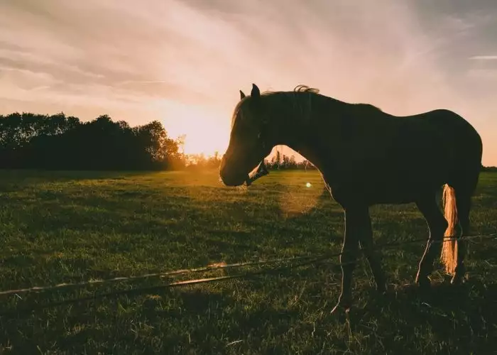 Paard in weide bij zonsondergang, genietend van Florian ruwvoer.