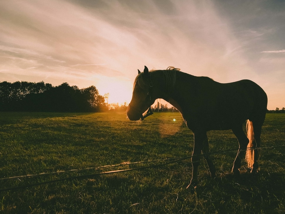 horse-sun