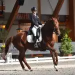 Dressuurwedstrijd met Florian Horsefood Dressuurruiter op paard tijdens wedstrijd, Florian Horsefood, natuurlijke paardenvoeding.