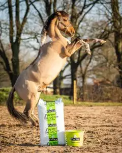 Paard steigert naast Florian Horsefood producten in een weiland.