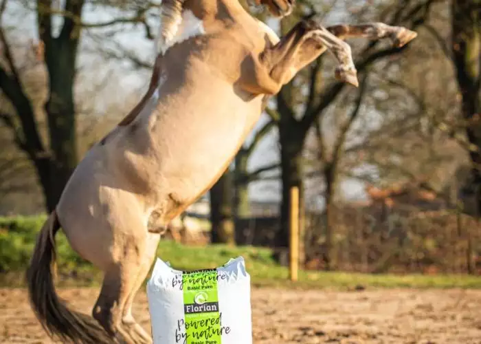 Paard steigert naast Florian Horsefood producten in een weiland.
