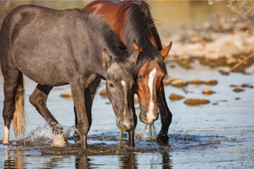 Paard met zeewier