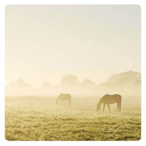 florian-horsefood-gras-paard-blog