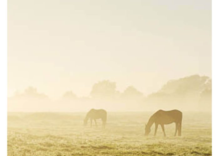 florian-horsefood-gras-paard-blog