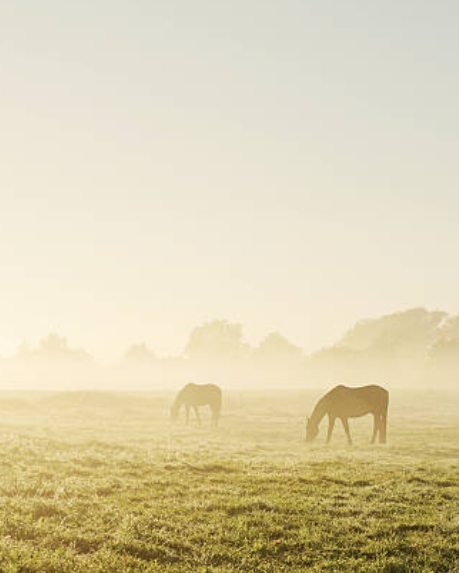 Foggy morning