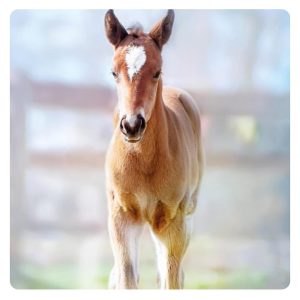 florian-horsefood-veulen-paard-blog florian-horsefood-veulen-paard-blog