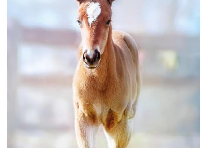 florian-horsefood-veulen-paard-blog