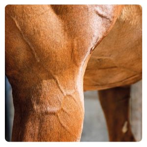 florian-horsefood-spieren-paard-blog florian-horsefood-spieren-paard-blog