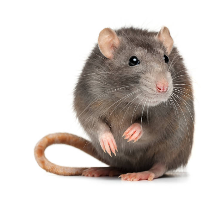 Rat