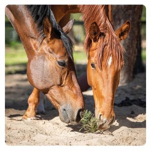 florian-horsefood-detox-paard-blog