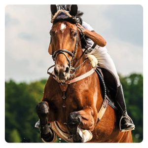 florian-horsefood-sporten-of-in-de-wei-blog