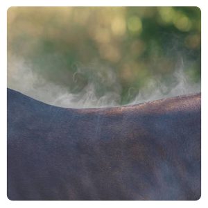 florian-horsefood-herstel-paard-na-inspanning-blog