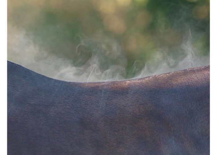 florian-horsefood-herstel-paard-na-inspanning-blog