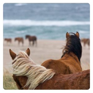 florian-horsefood-balans-zeewier-blog florian-horsefood-balans-zeewier-blog