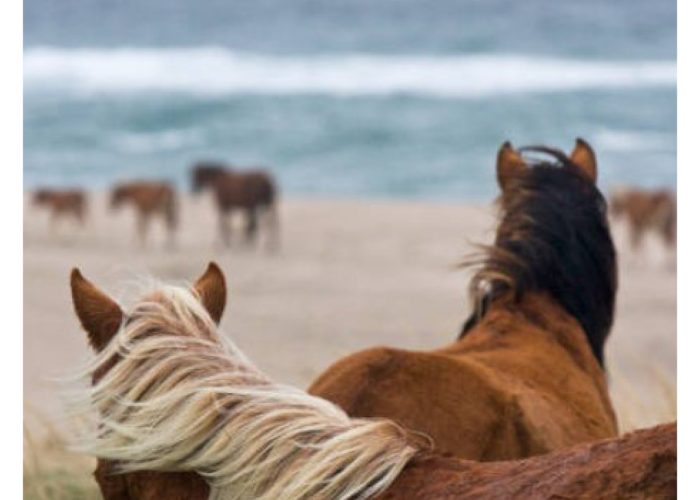 florian-horsefood-balans-zeewier-blog