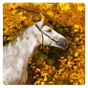 florian-horsefood-detoxen-blog florian-horsefood-detoxen-blog