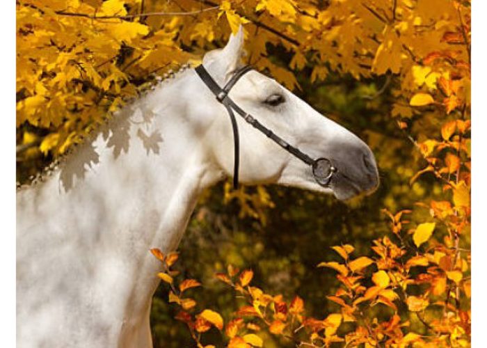 florian-horsefood-detoxen-blog