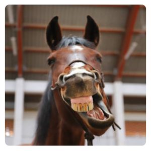 florian-horsefood-maagzweren-voorkomen-blog florian-horsefood-maagzweren-voorkomen-blog