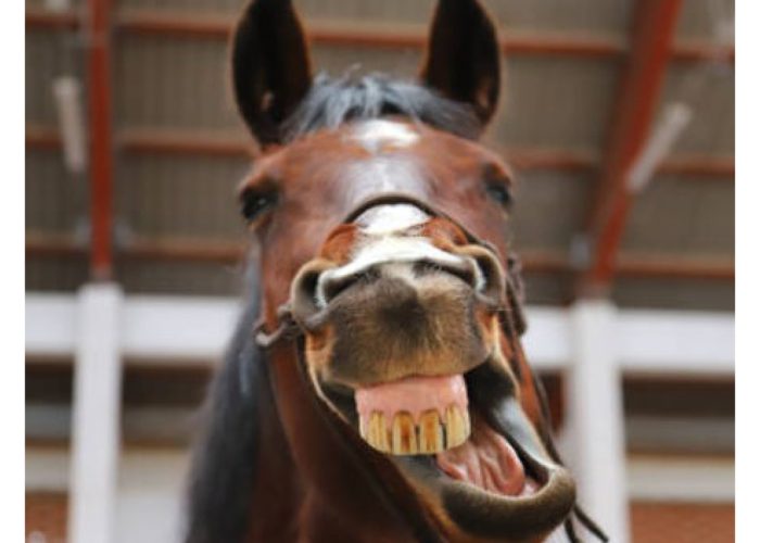 florian-horsefood-maagzweren-voorkomen-blog
