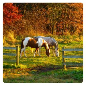 florian-horsefood-optimale-bescherming-blog florian-horsefood-optimale-bescherming-blog