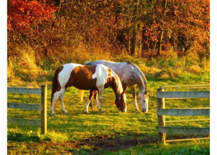 florian-horsefood-optimale-bescherming-blog