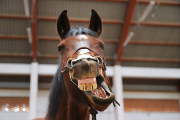 Paard gapen Maagzweer, maagzweren, voorkomen is beter dan genezen