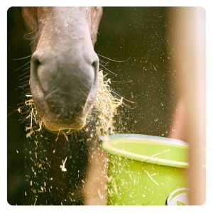 florian-horsefood-de-dialoog-blog florian-horsefood-de-dialoog-blog