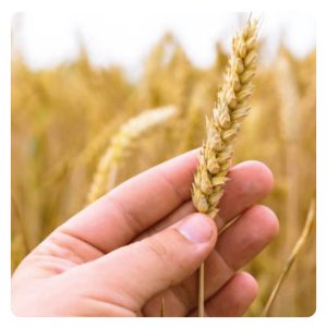 florian-horsefood-micotoxines-blog florian-horsefood-micotoxines-blog