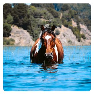 florian-horsefood-power-uit-de-zee-blog