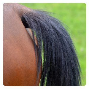 Zomereczeem Zomereczeem