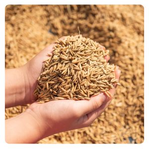 florian-horsefood-blog-graan-voeren-paard florian-horsefood-blog-graan-voeren-paard