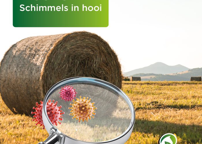 Ontdek de verborgen wereld van micotoxines en hun impact op paarden. Leer hoe deze gifstoffen gevormd door schimmels voorkomen in voer en hooi, en ontdek belangrijke preventieve maatregelen voor paardenwelzijn. Leer alles over de effecten op de lever en hoe micotoxinebinders kunnen helpen. Een essentiële lezing voor elke paardeneigenaar.