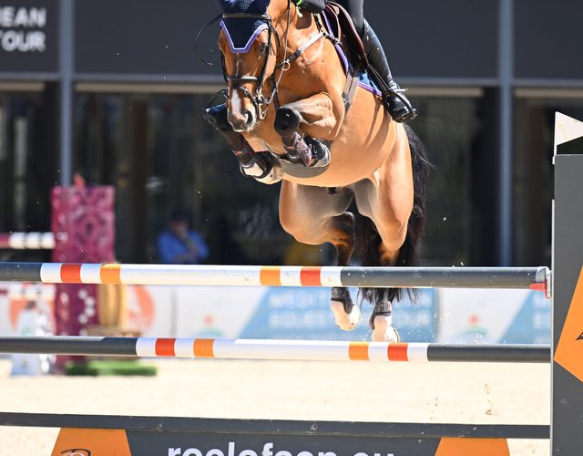 Mijn naam is Kessy van Berlo. Naast mijn fulltime baan als projectontwikkelaar run ik een springstal in Veghel. In mijn stal staan gemiddeld zes tot zeven paarden, variërend van jong tot ervaren. Ik houd me bezig met zowel het opleiden van jonge paarden als het deelnemen aan (internationale) 2* en 3* concoursen. Enkele jaren geleden ben ik begonnen met het voeren van de Basic Growth ruwvoermix. Op een gegeven moment merkte ik dat een aantal paarden wat extra’s nodig hadden, maar ik wilde niet te veel verschillende soorten krachtvoer gebruiken. Daarom ben ik overgestapt op twee soorten oerbrok, waar ik zeer tevreden over ben. Enkele maanden geleden ben ik begonnen met het uittesten van de balancers, wat ik een waardevolle aanvulling vind voor paarden die net wat extra’s nodig hebben. Ik ontvang regelmatig complimenten over de uitstraling en conditie van mijn paarden. Sinds ik Florian voer, zien mijn paarden er altijd topfit uit en blijven ze zeer constant in hun prestaties.