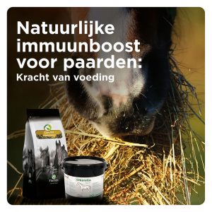 Blogs-immuunboost-kracht van voeding Ontdek hoe je met de juiste voeding het immuunsysteem van je paard kunt versterken. Leer over essentiële voedingsstoffen en praktische tips.