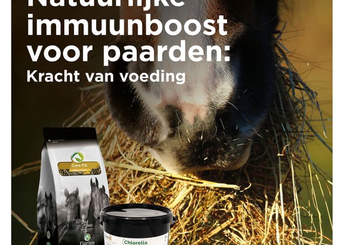 Ontdek hoe je met de juiste voeding het immuunsysteem van je paard kunt versterken. Leer over essentiële voedingsstoffen en praktische tips.