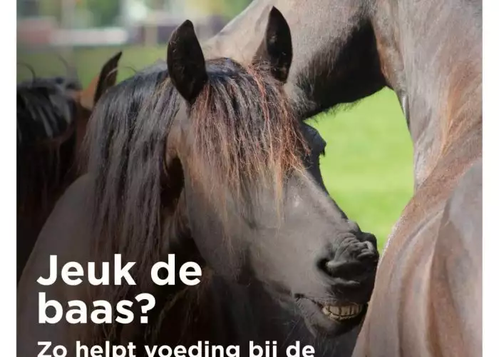 Paarden in de weide, Florian Horsefood voor gezonde voeding en zomereczeem preventie.
