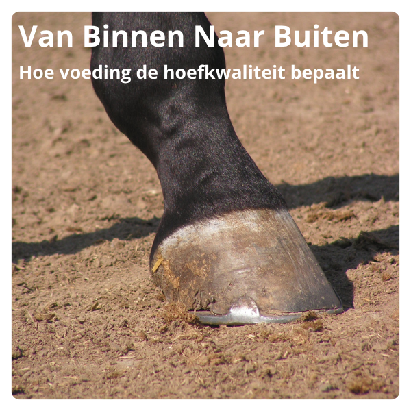 Van binnen naar buiten: hoe voeding de hoefkwaliteit bepaalt