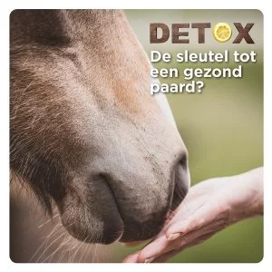 Detox voor Gezonde Paarden Paard eet uit hand, detox voor gezond paard, Florian Horsefood.