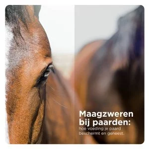 Florian Horsefood voor gezonde paardenvoeding en maagzweren preventie.
