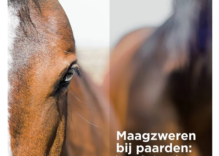 Florian Horsefood voor gezonde paardenvoeding en maagzweren preventie.