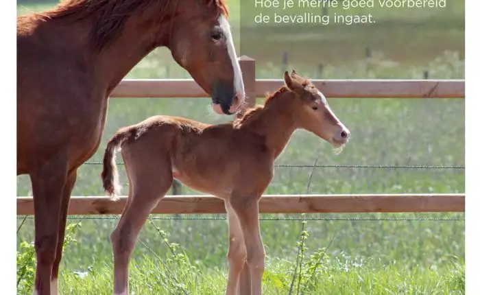 Mare and foal in a pasture, Florian Horsefood natural feed.