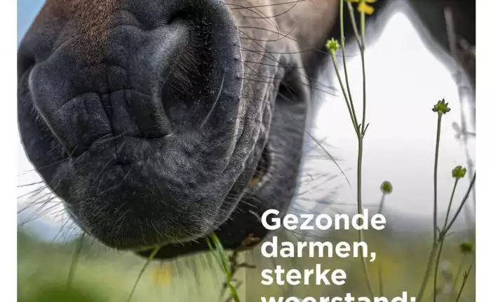 Horse eats flowers in pasture, healthy gut and strong resistance, Florian Horsefood.
