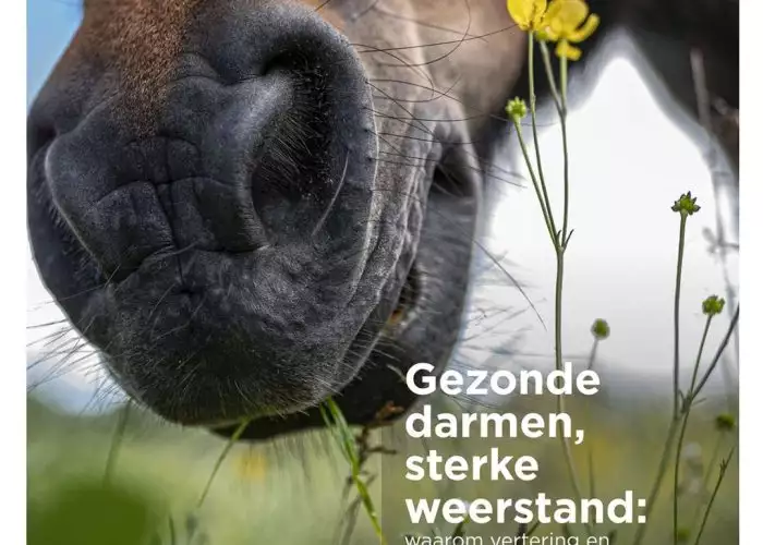 Horse eats flowers in pasture, healthy gut and strong resistance, Florian Horsefood.
