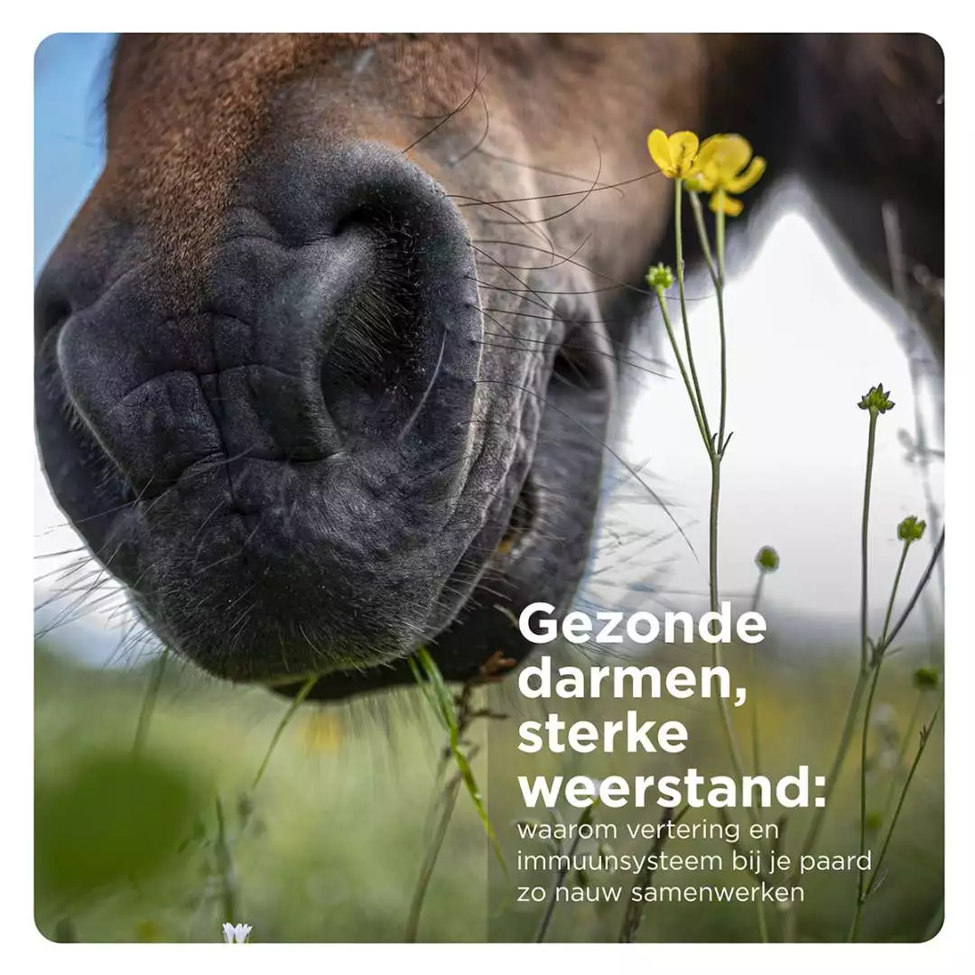 Paard eet bloemen in wei, gezonde darmen en sterke weerstand, Florian Horsefood.