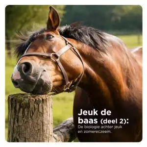 Paard krabt hoofd tegen paal, Florian Horsefood, zomereczeem bij paarden.