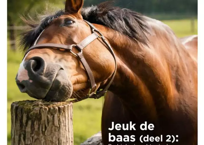 Paard krabt hoofd tegen paal, Florian Horsefood, zomereczeem bij paarden.