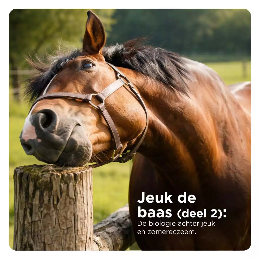 Paard krabt hoofd tegen paal, Florian Horsefood, zomereczeem bij paarden.