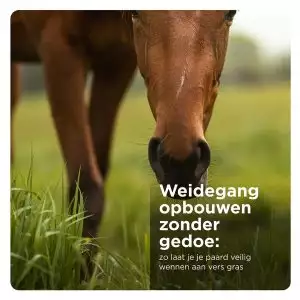 Pferd frisst Gras auf der Weide, Florian Horsefood Powered by Nature, gesundes Raufutter für Pferde.