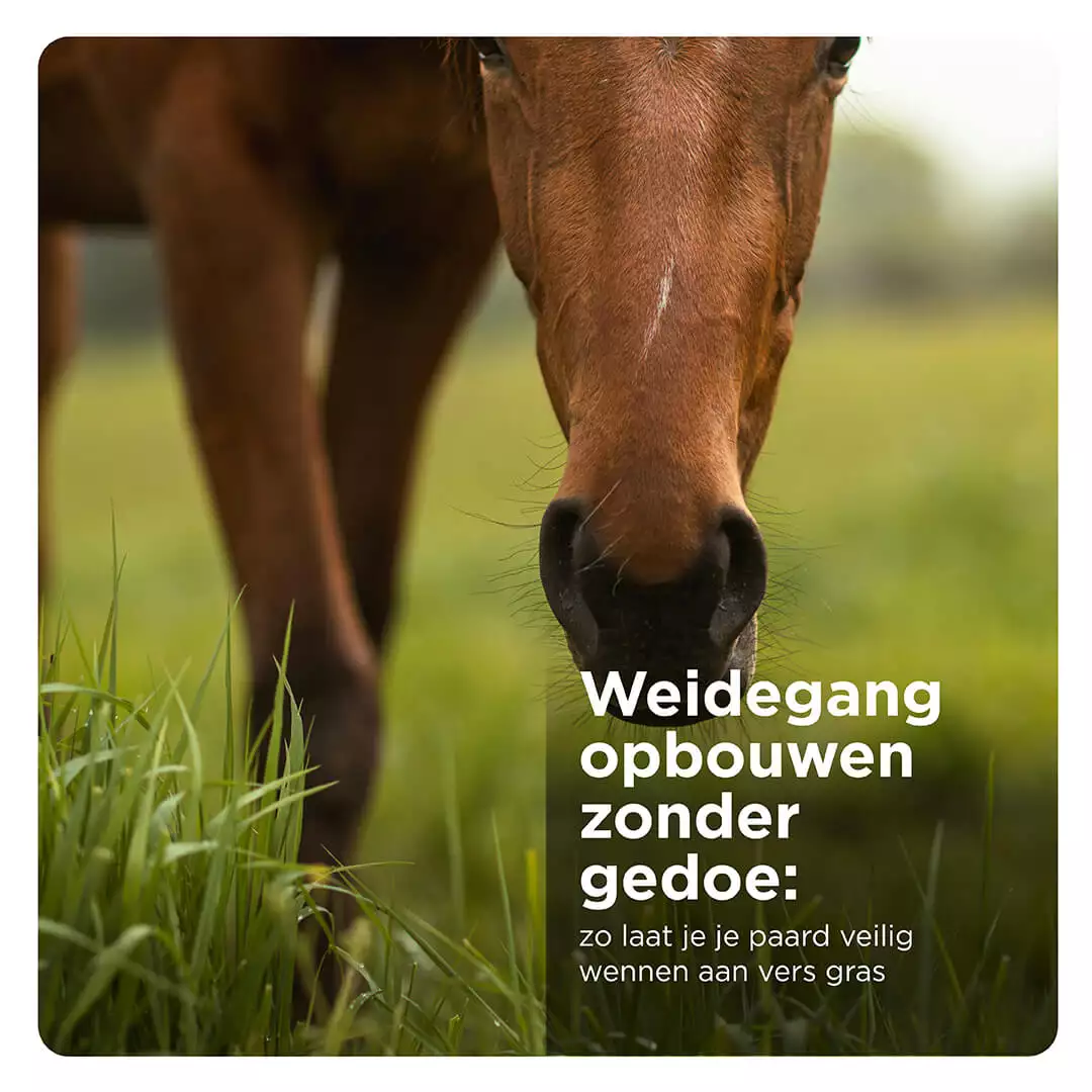 Pferd frisst Gras auf der Weide, Florian Horsefood Powered by Nature, gesundes Raufutter für Pferde.